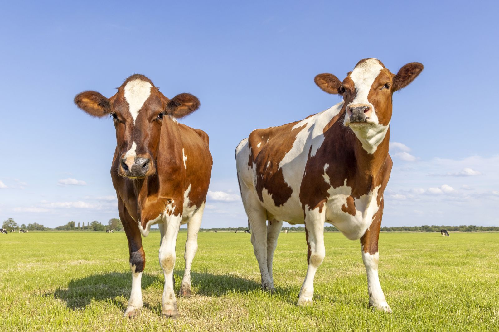 Cattle Falling Despite a Resurgence in Beef